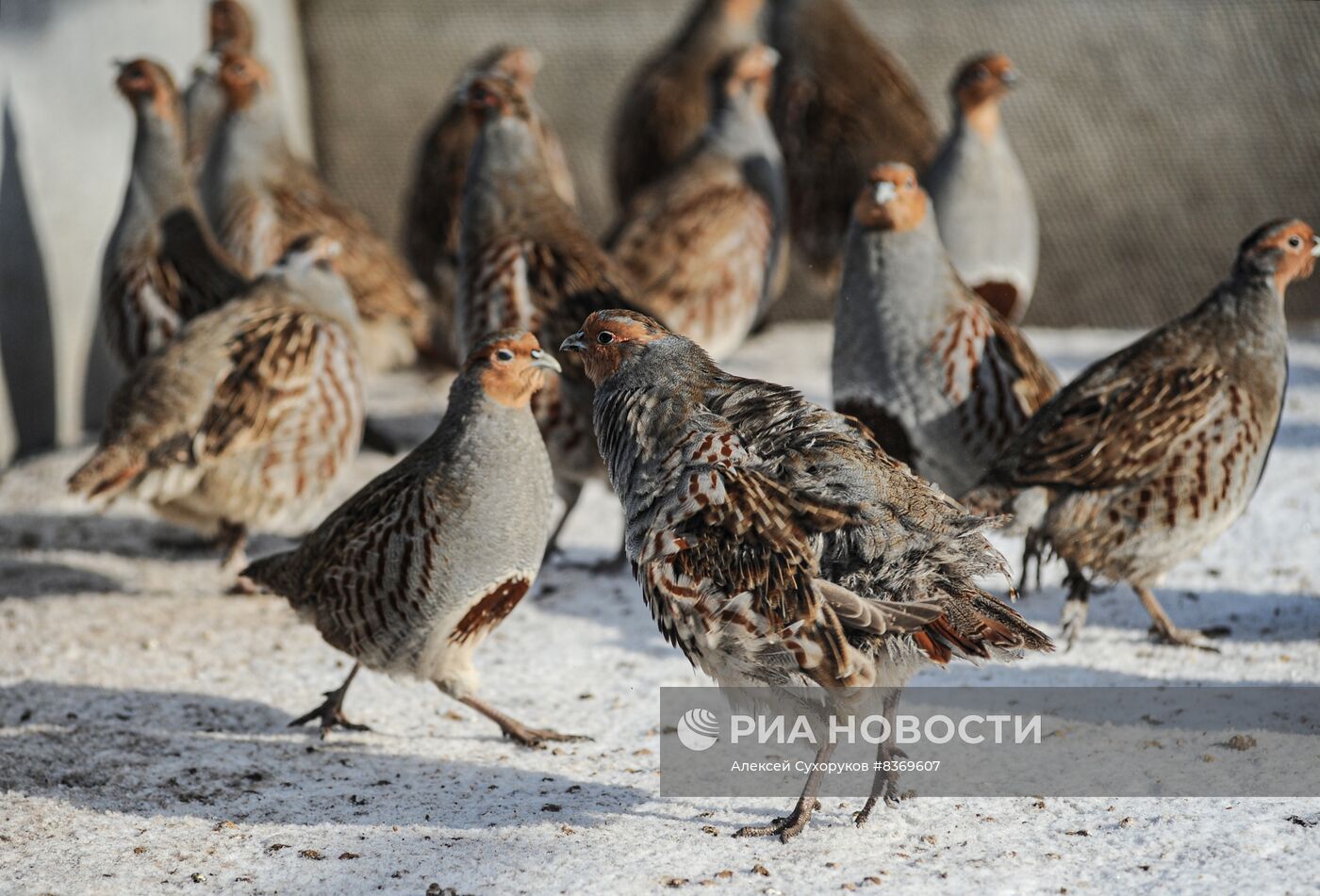 Работа птицефермы в Тамбовской области