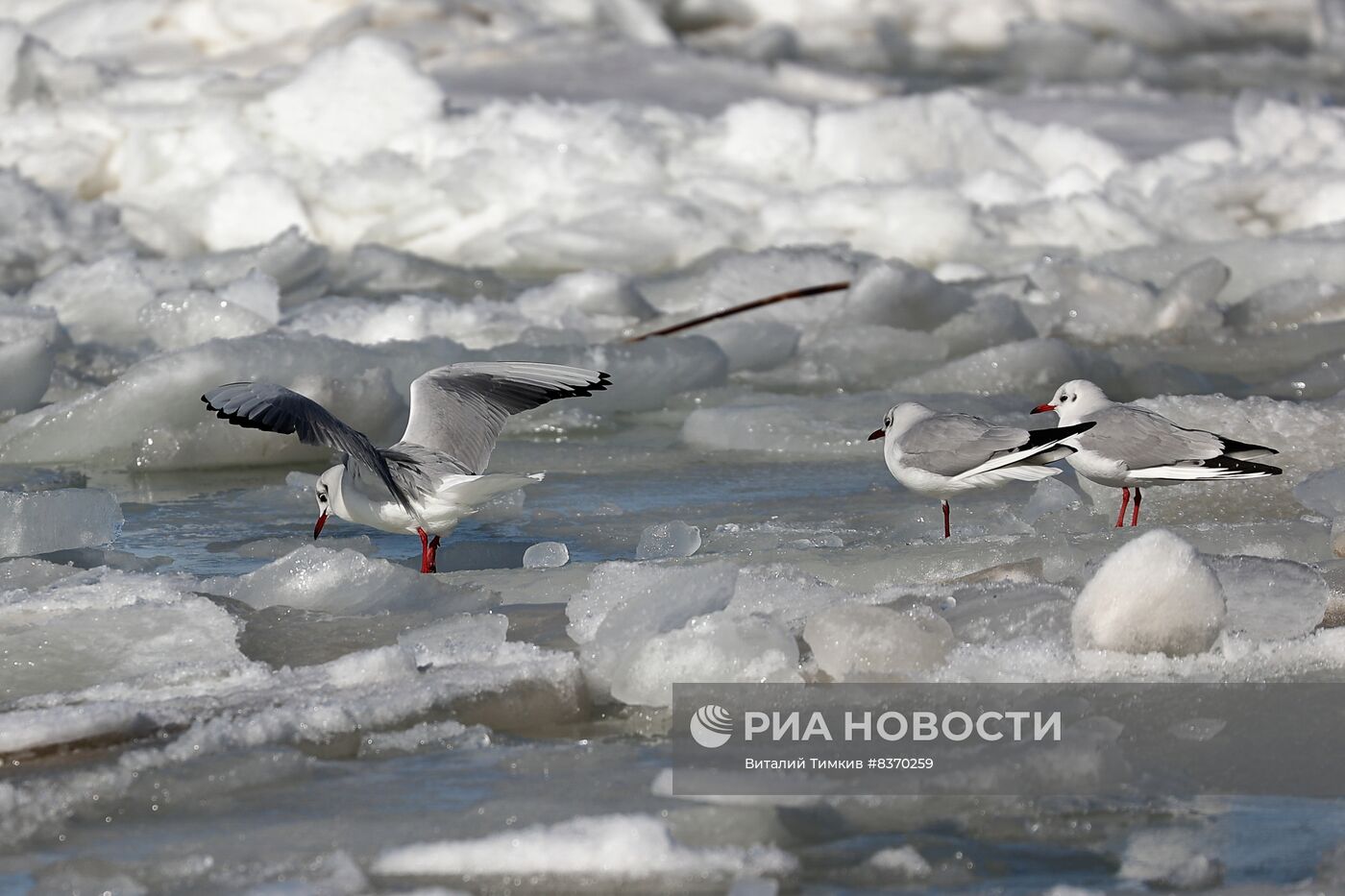Азовское море замерзло в Краснодарском крае