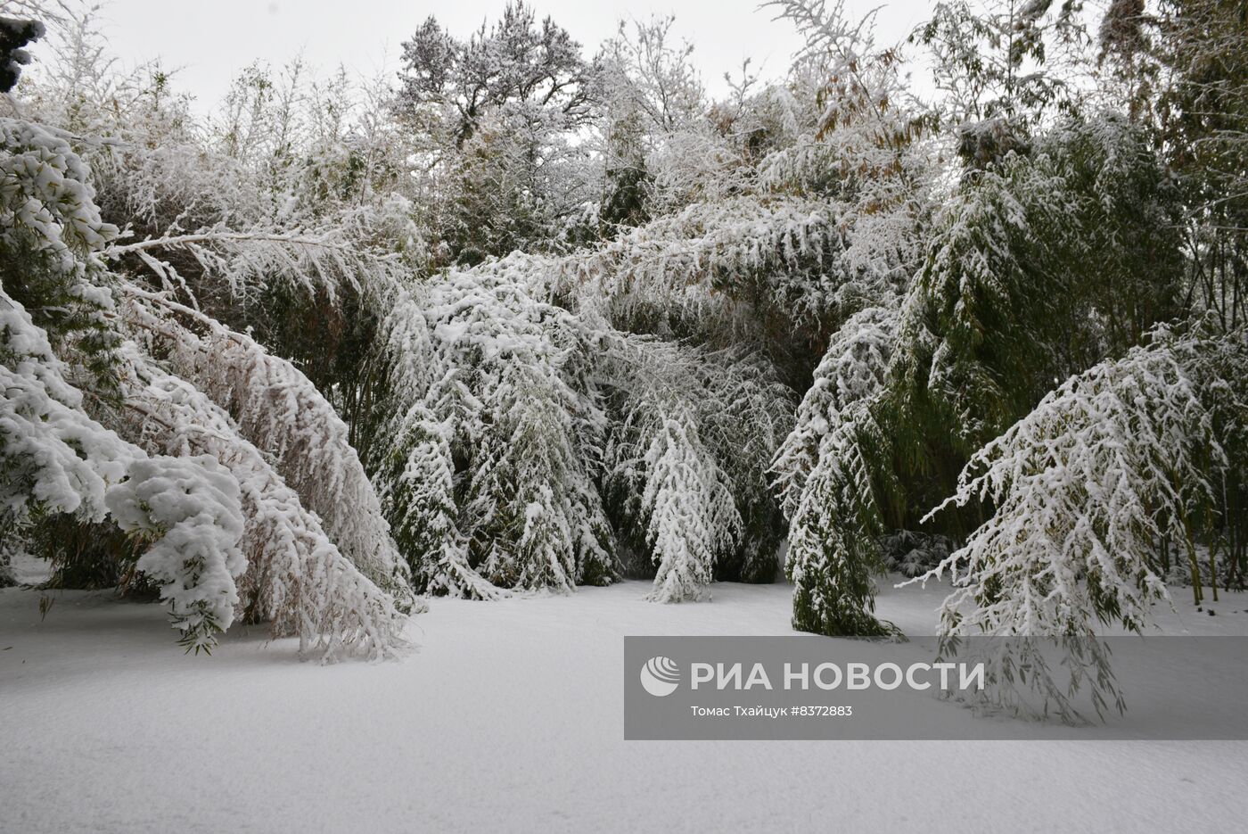 Снег в Абхазии