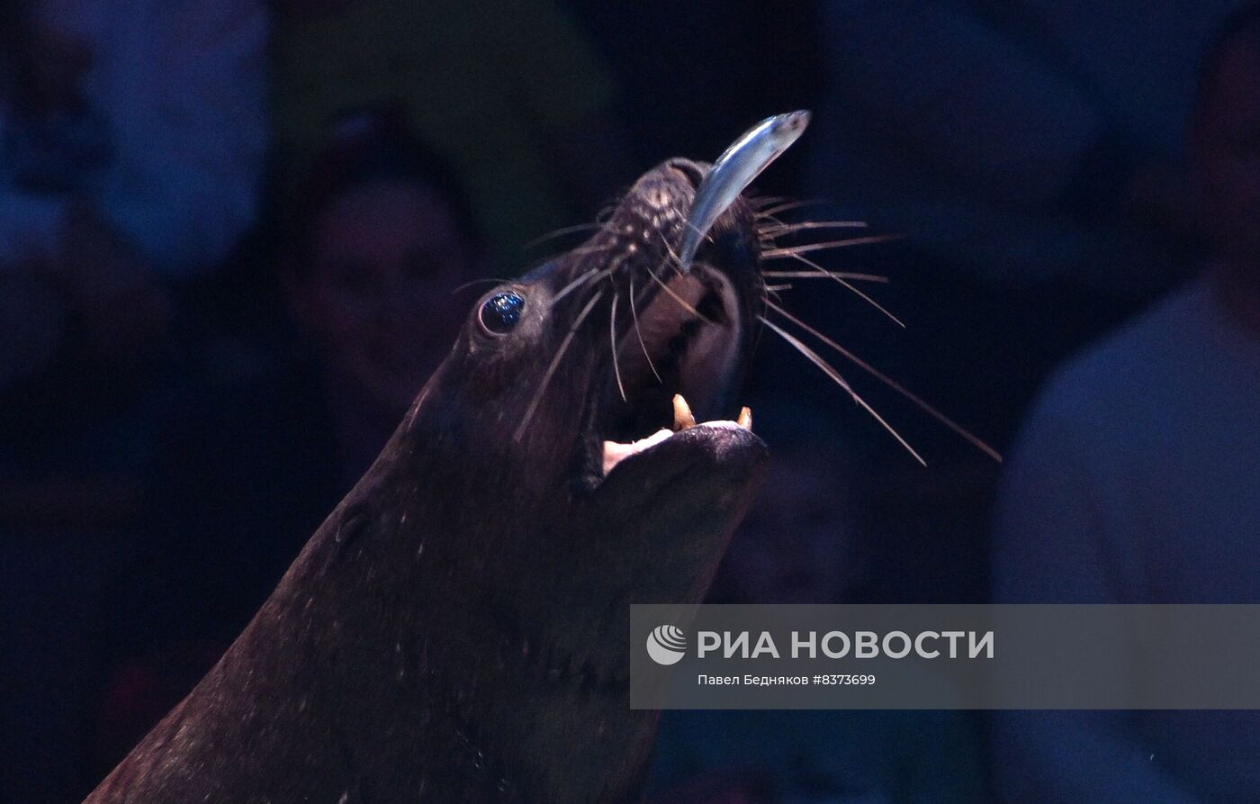 Премьера спектакля "КороЛЕВство" в Большом Московском цирке