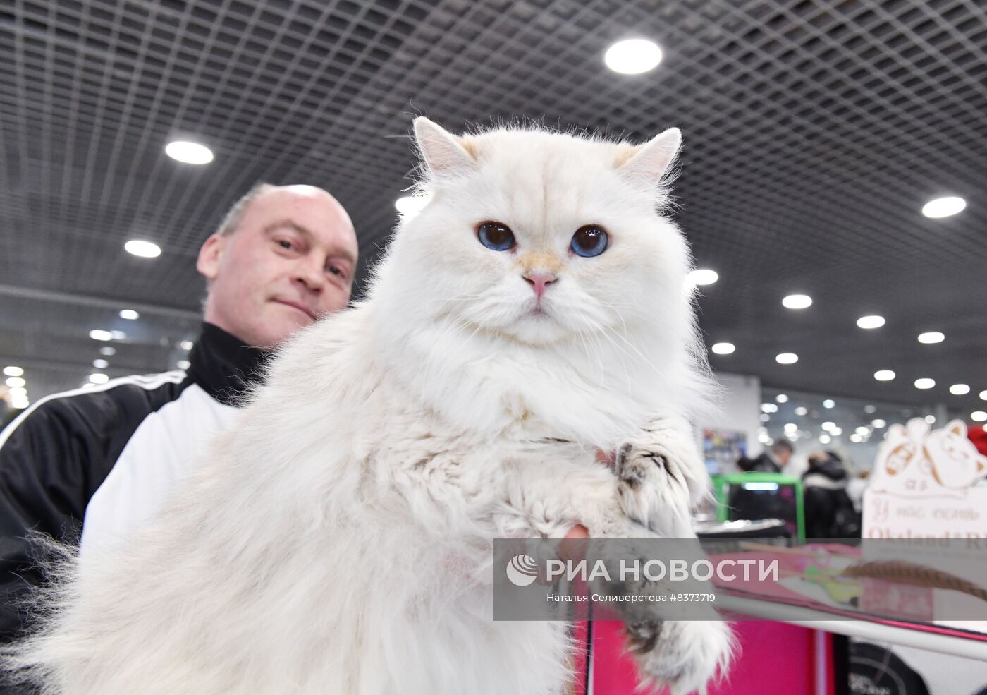 Международная выставка кошек Coral Jubilee Show в Москве