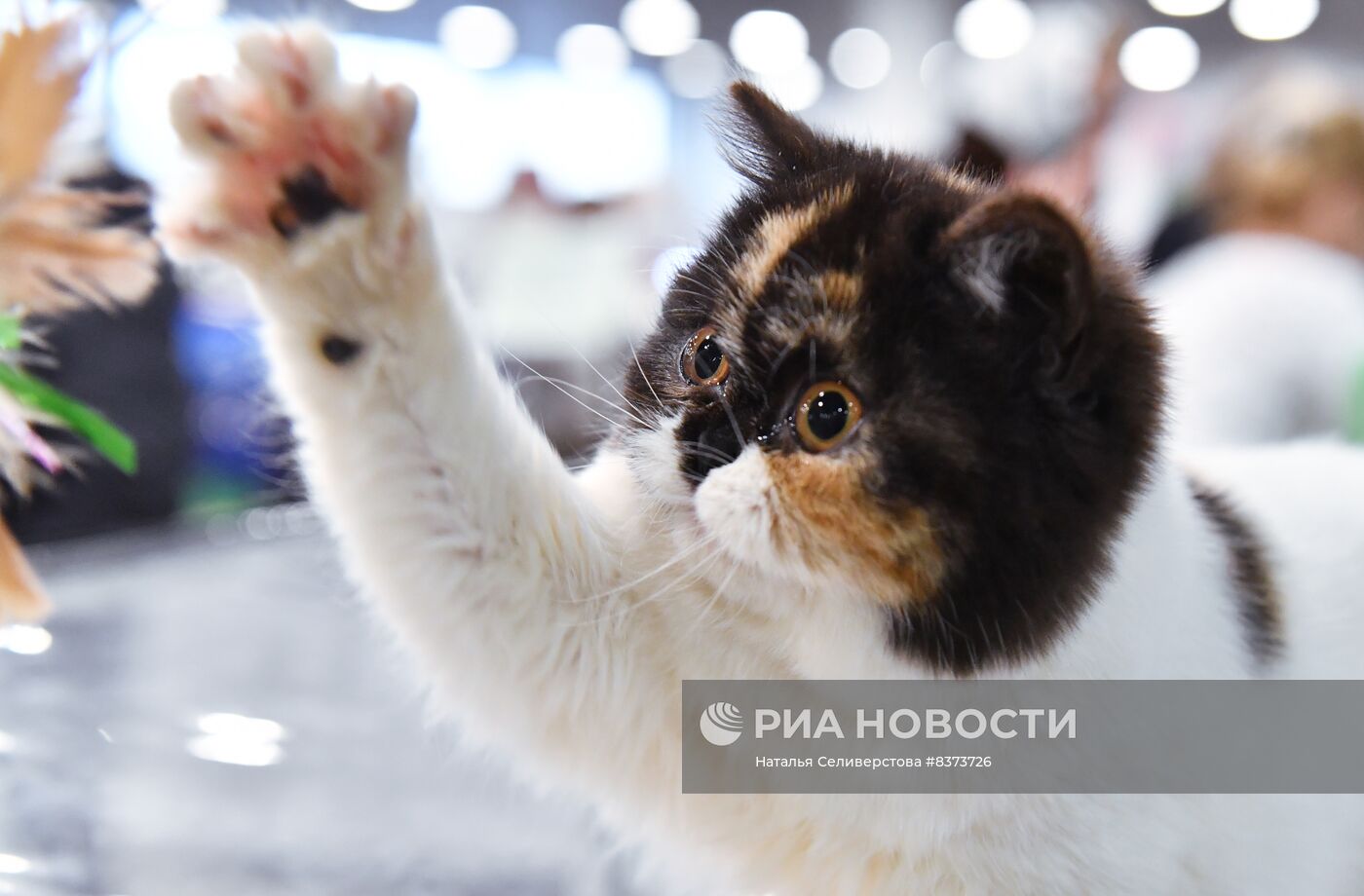 Международная выставка кошек Coral Jubilee Show в Москве