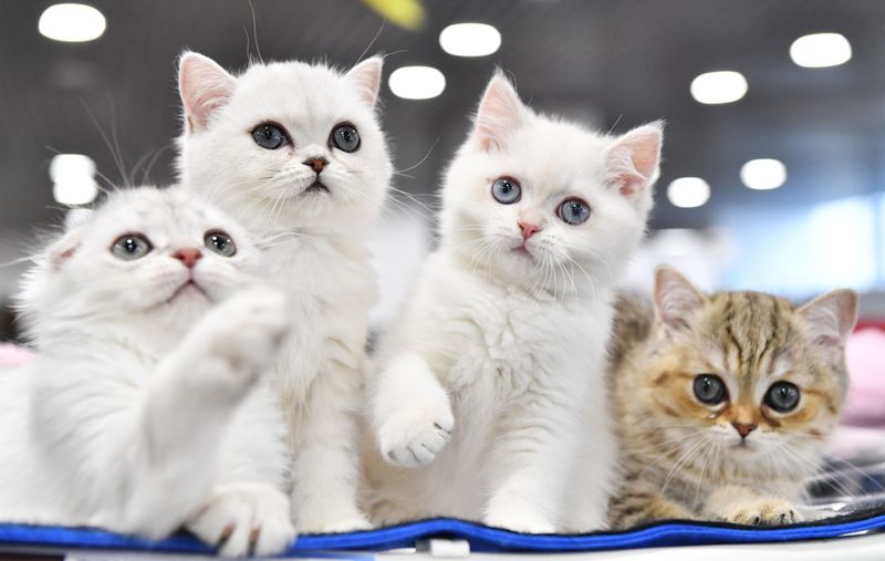 8 августа - Всемирный день кошек