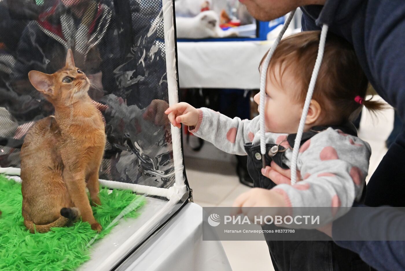 Международная выставка кошек Coral Jubilee Show в Москве