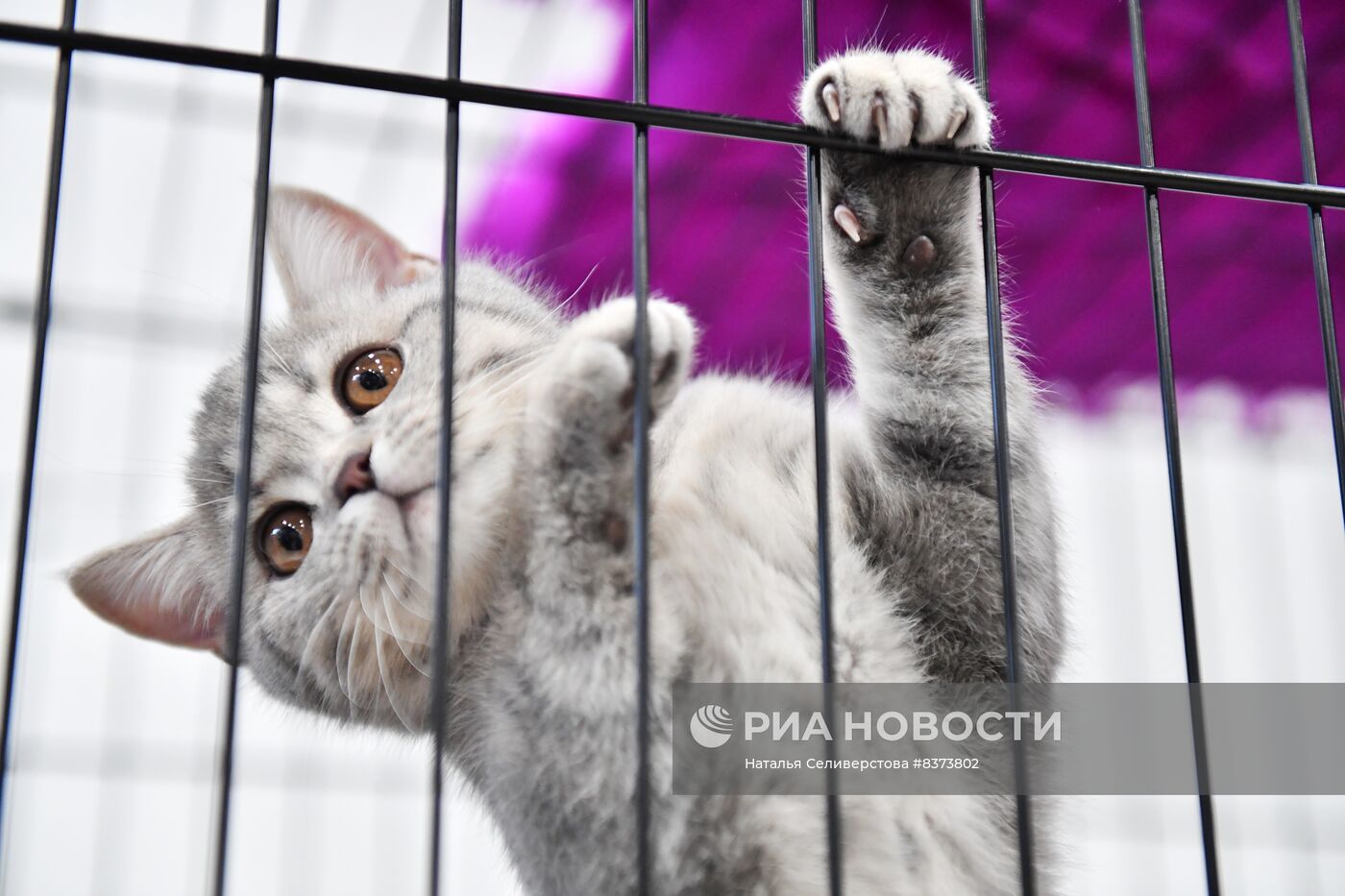 Международная выставка кошек Coral Jubilee Show в Москве