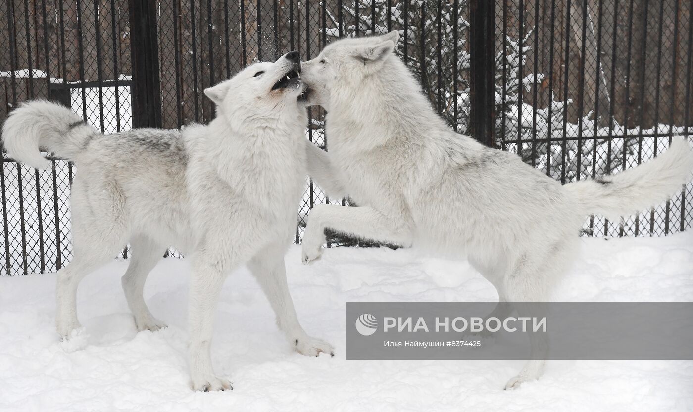 Пара полярных волков в парке флоры и фауны "Роев ручей"