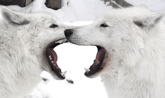 Пара полярных волков в парке флоры и фауны "Роев ручей"