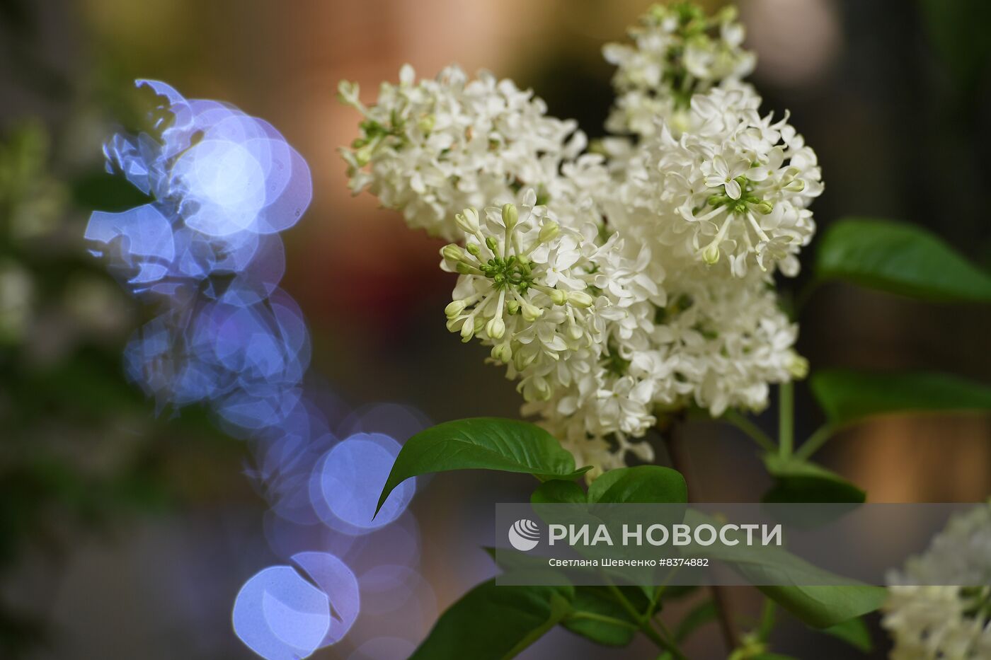 Выставка "Сиреневый сад" на ВДНХ