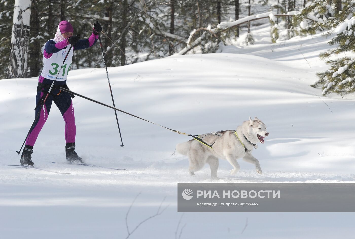 Кубок Евразии по гонкам на собачьих упряжках в Челябинской области