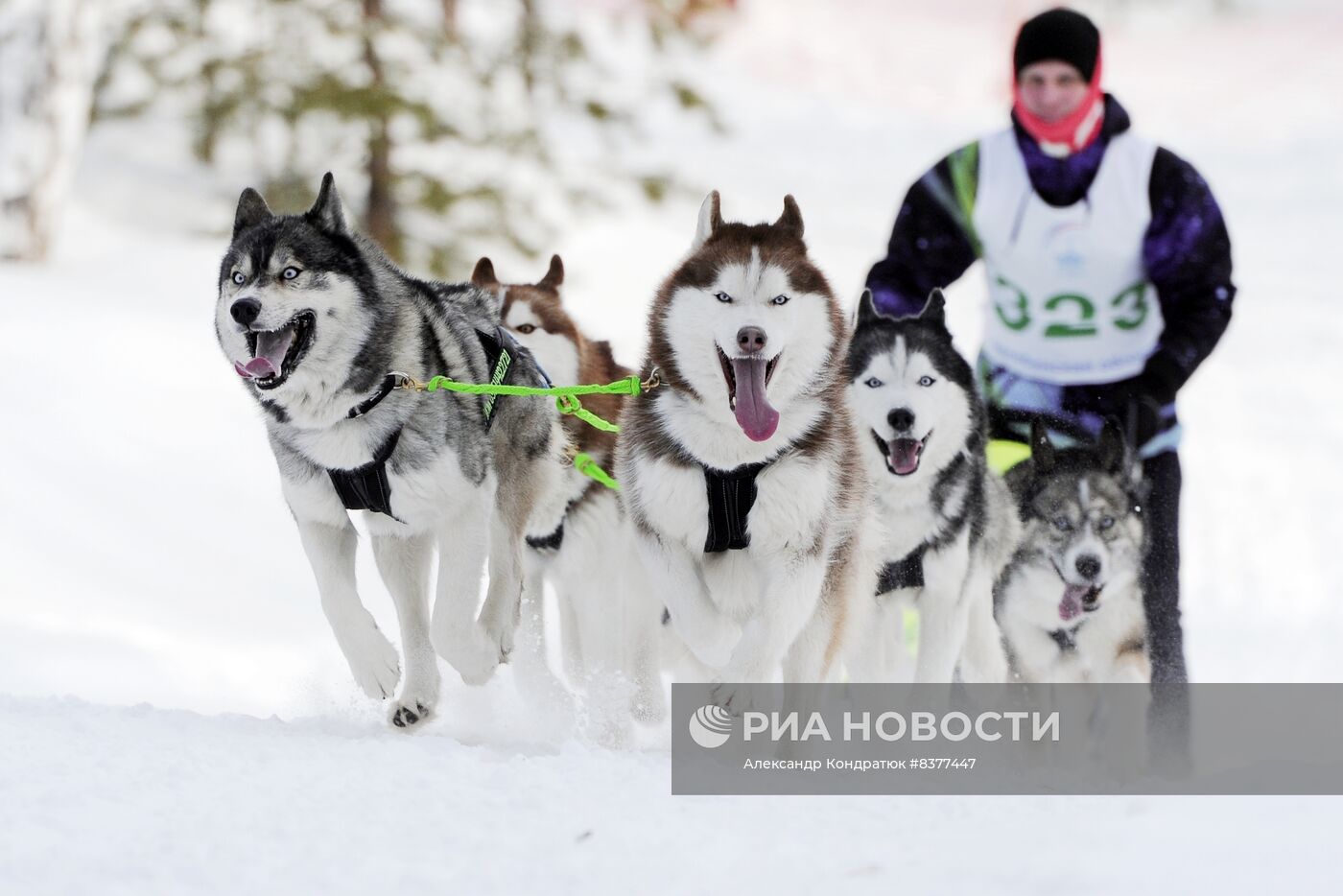 Кубок Евразии по гонкам на собачьих упряжках в Челябинской области