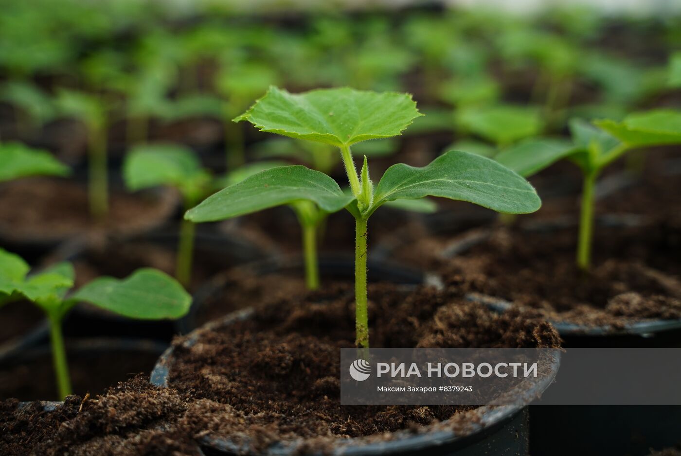 Частное тепличное хозяйство в Станице Луганской в ЛНР