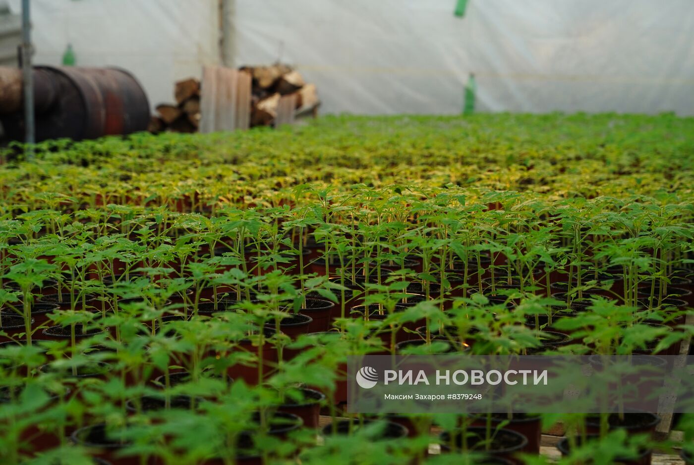 Частное тепличное хозяйство в Станице Луганской в ЛНР