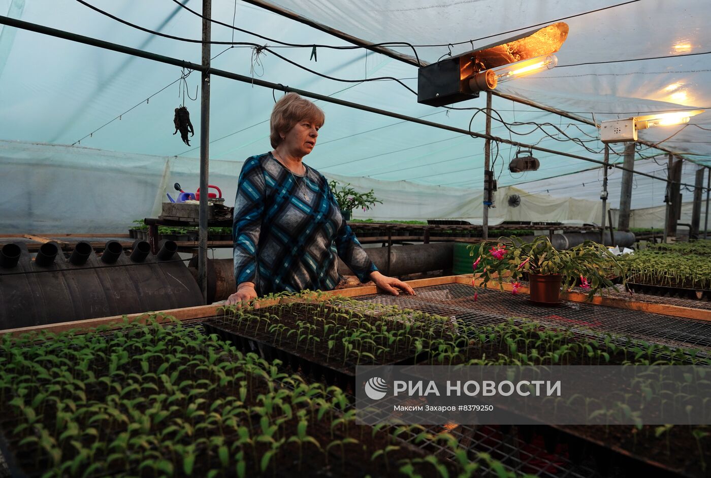 Частное тепличное хозяйство в Станице Луганской в ЛНР