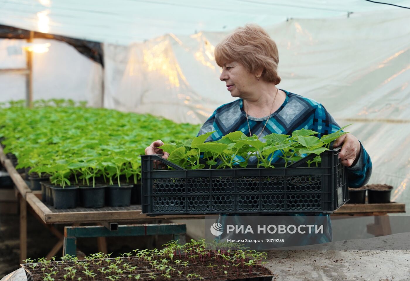 Частное тепличное хозяйство в Станице Луганской в ЛНР