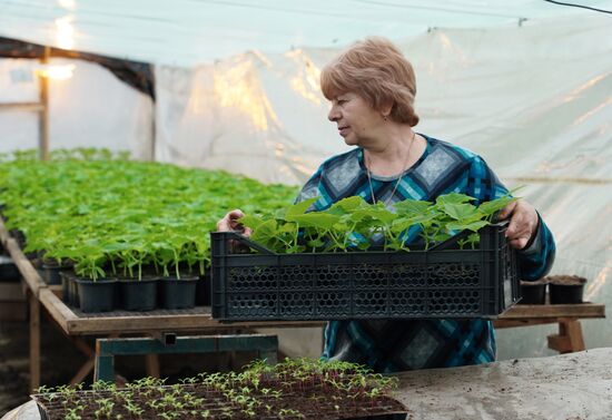 Частное тепличное хозяйство в Станице Луганской в ЛНР