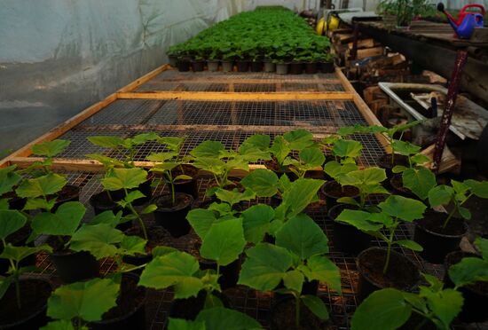 Частное тепличное хозяйство в Станице Луганской в ЛНР