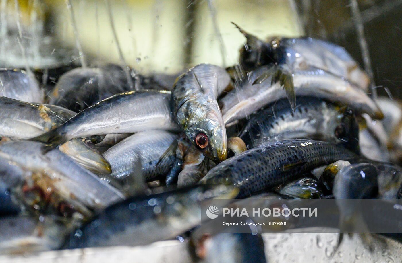 Производство рыбных консервов в Сахалинской области