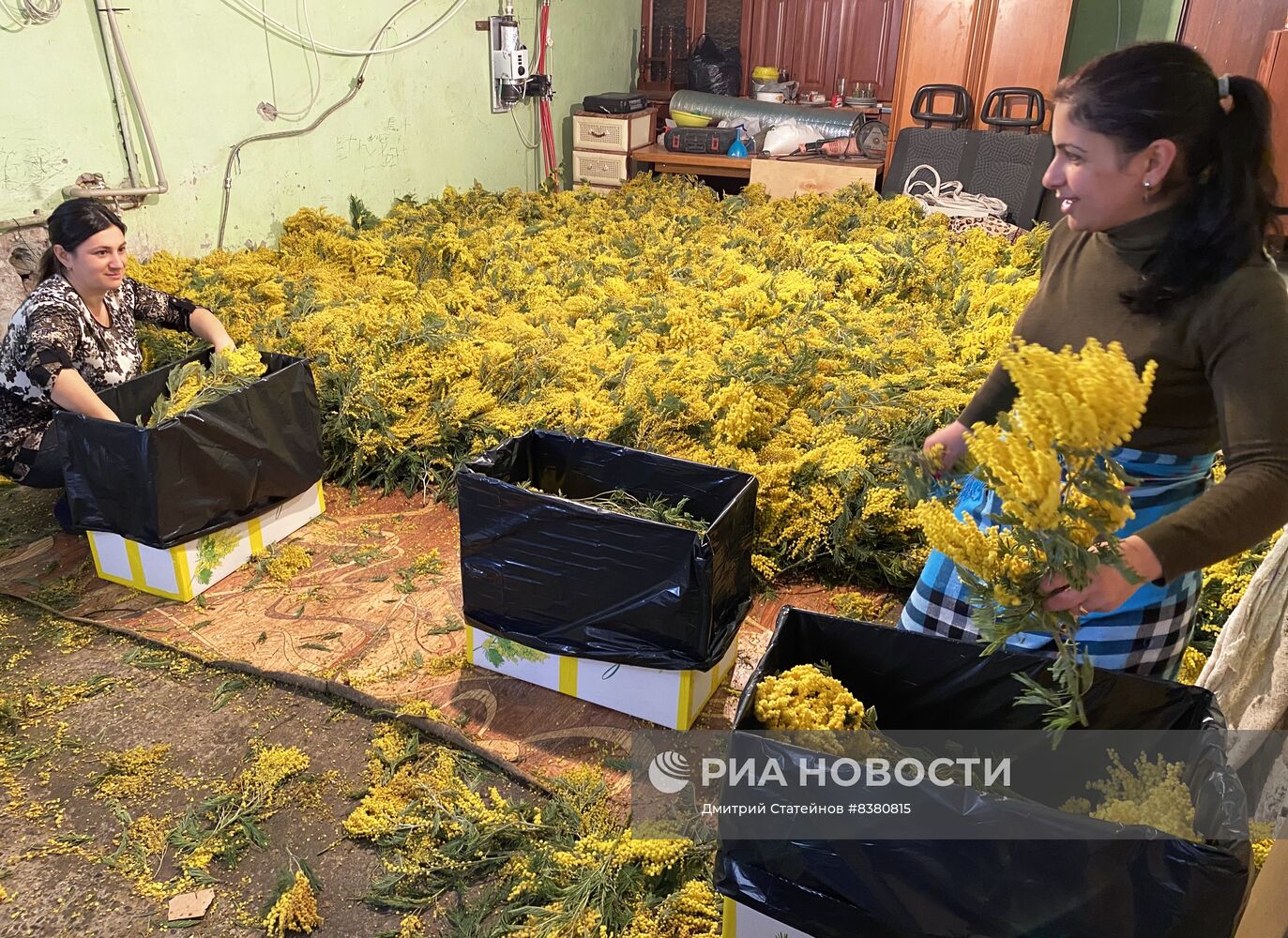 В Абхазии готовят к отправке в Россию мимозу к 8 марта