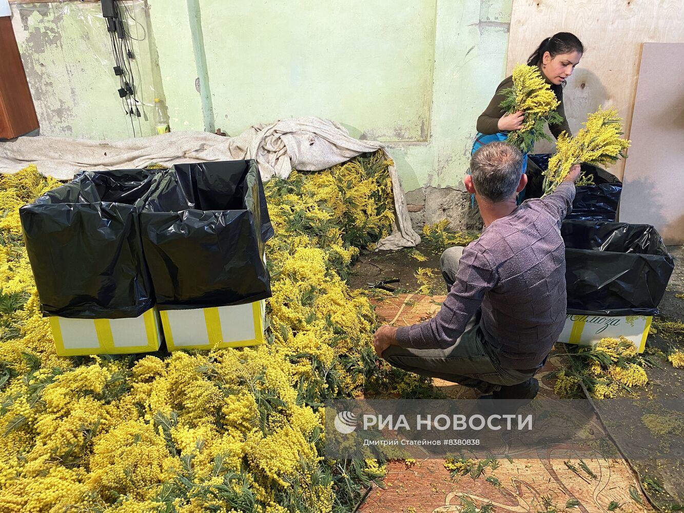 В Абхазии готовят к отправке в Россию мимозу к 8 марта