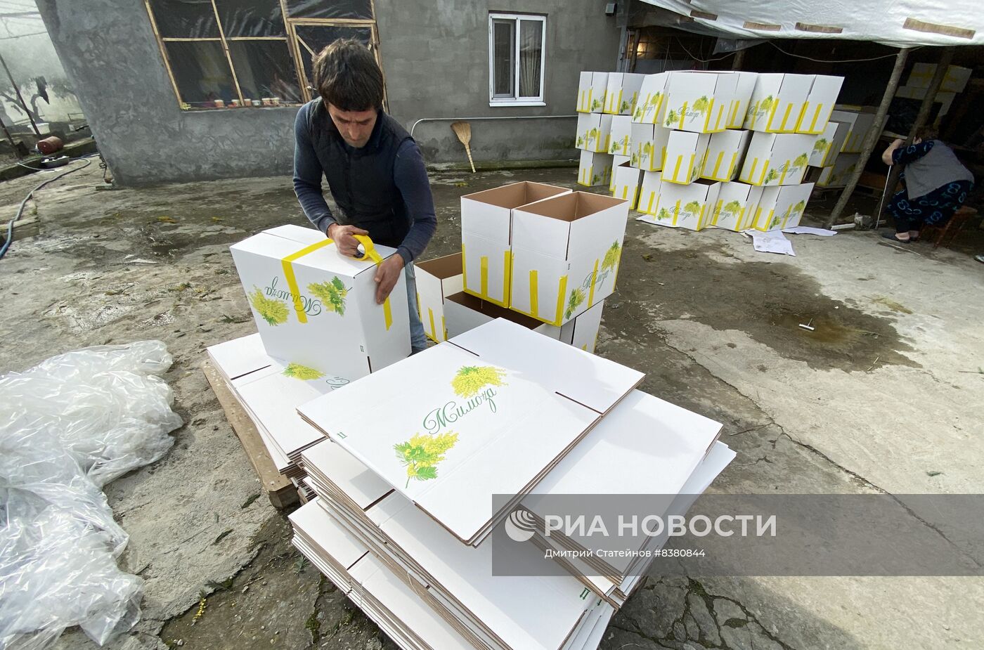 В Абхазии готовят к отправке в Россию мимозу к 8 марта