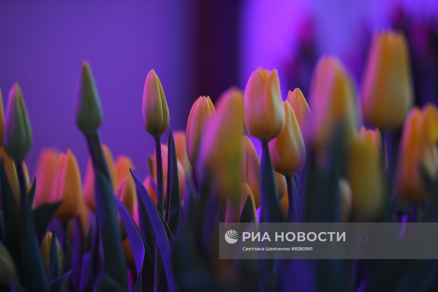 Цветочная ярмарка "Пассаж в цветах"