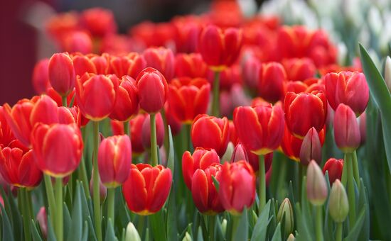 Цветочная ярмарка "Пассаж в цветах"