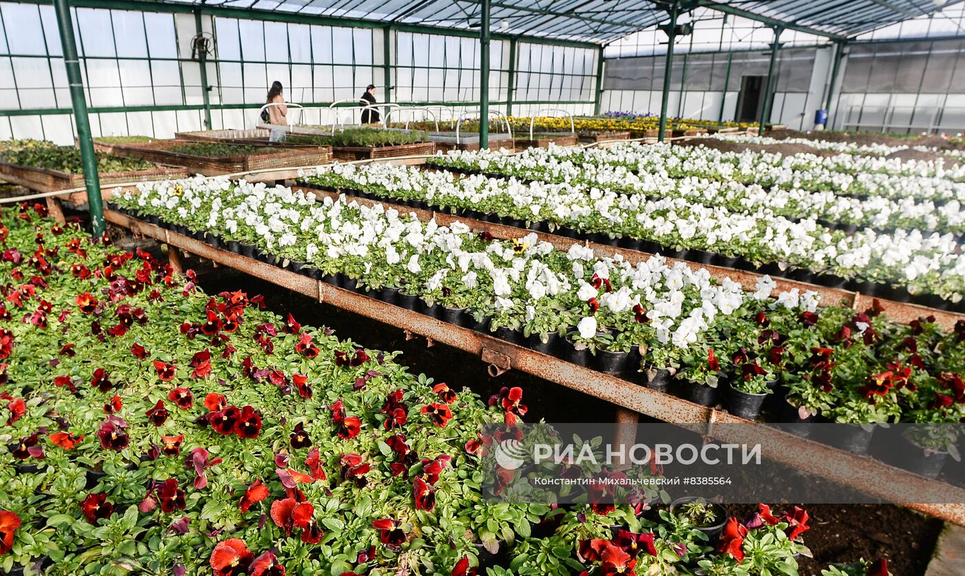 Выращивание цветов в Симферополе
