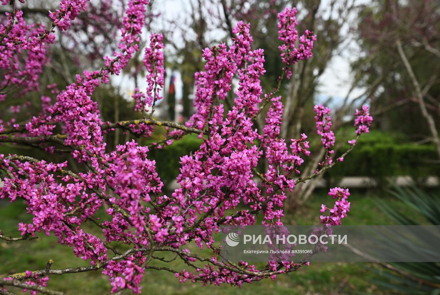 Цветение весенних растений в Сочи 