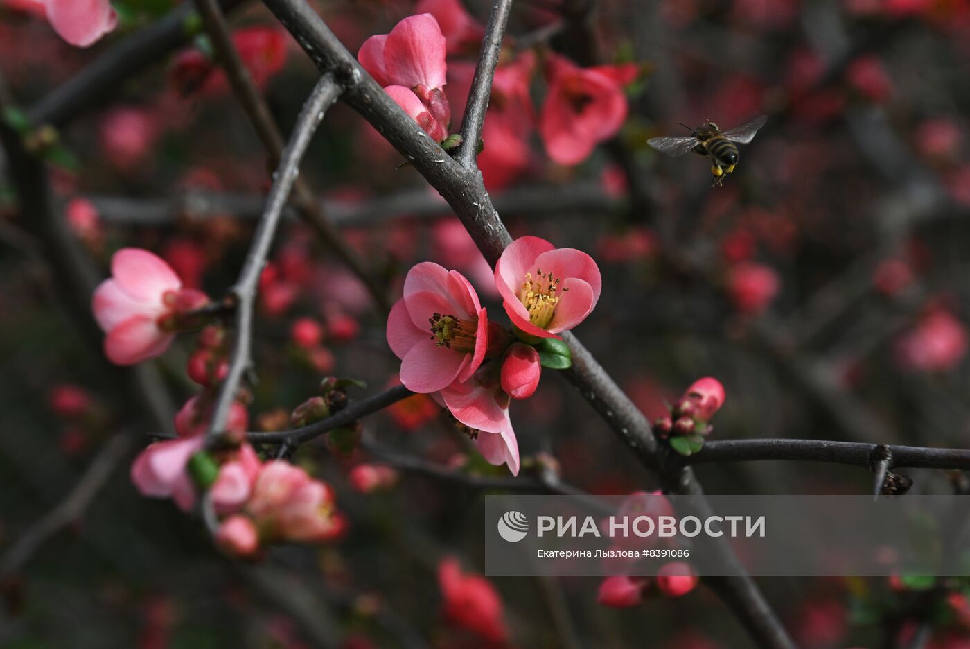 Цветение весенних растений в Сочи 