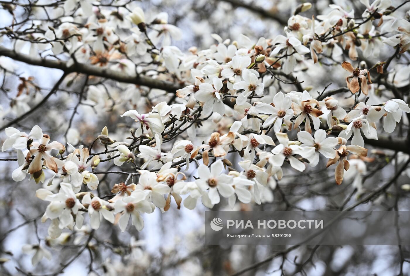 Цветение весенних растений в Сочи 