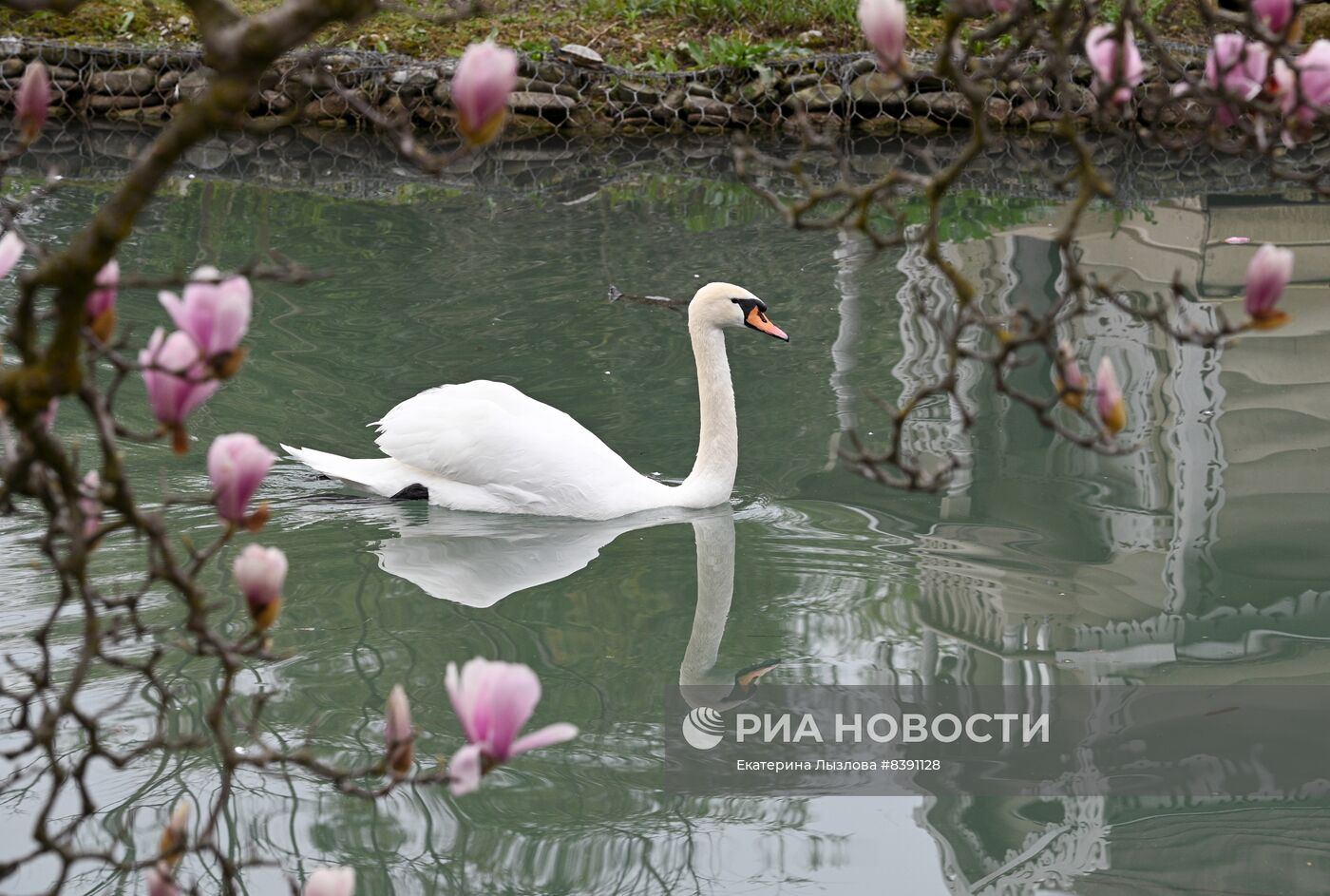 Цветение весенних растений в Сочи 