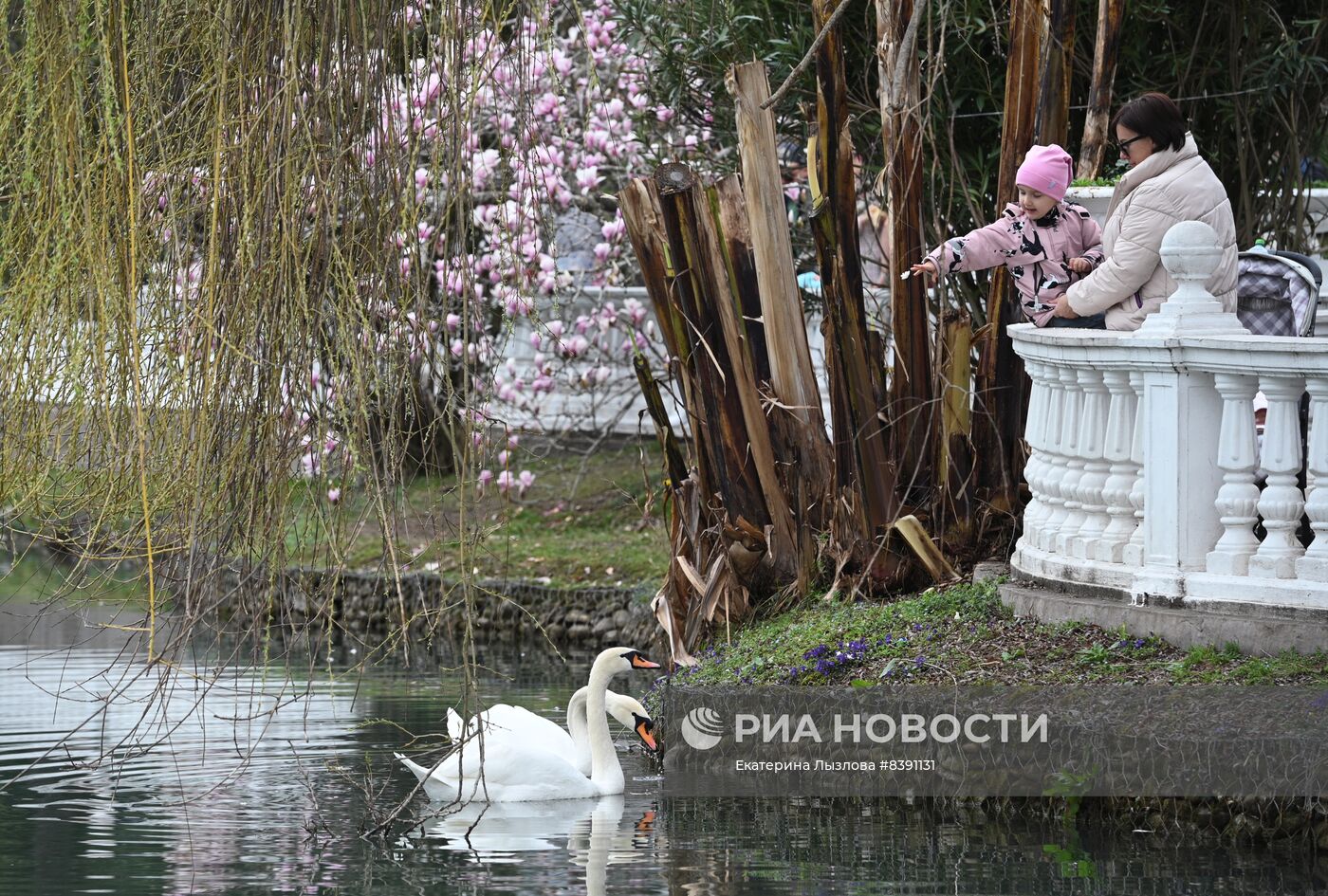 Цветение весенних растений в Сочи 