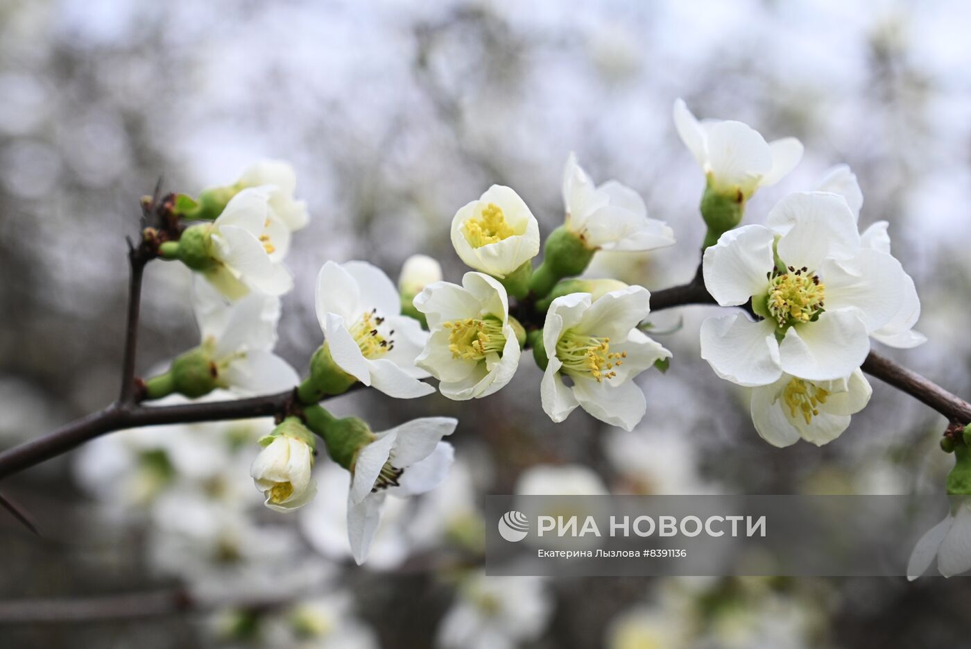 Цветение весенних растений в Сочи 