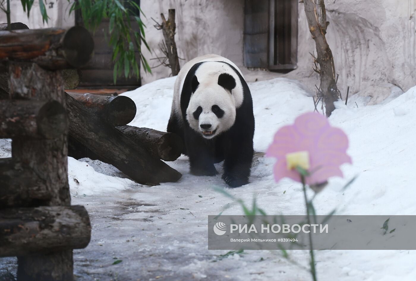 Международный день панд в Московском зоопарке