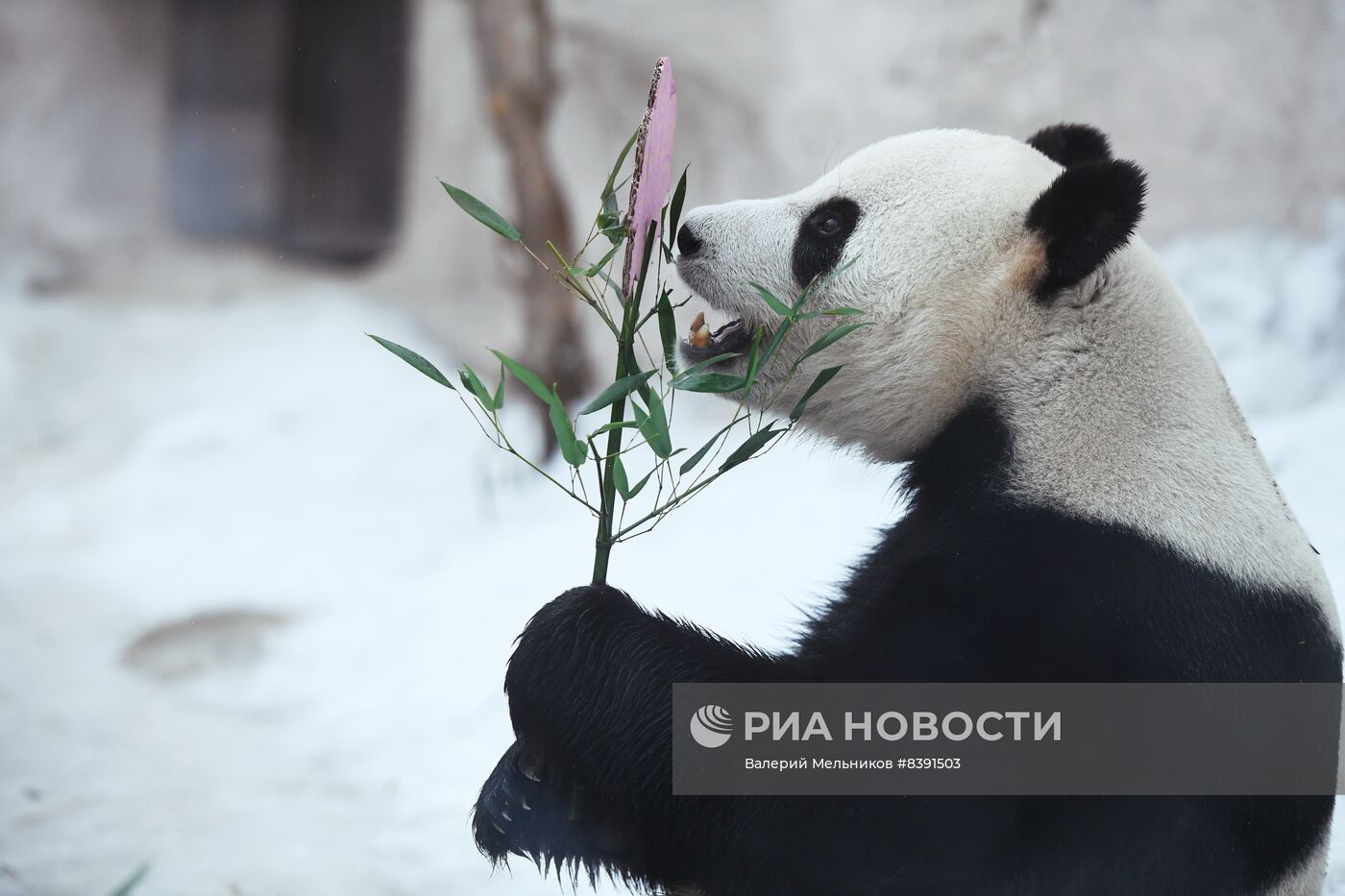 Международный день панд в Московском зоопарке