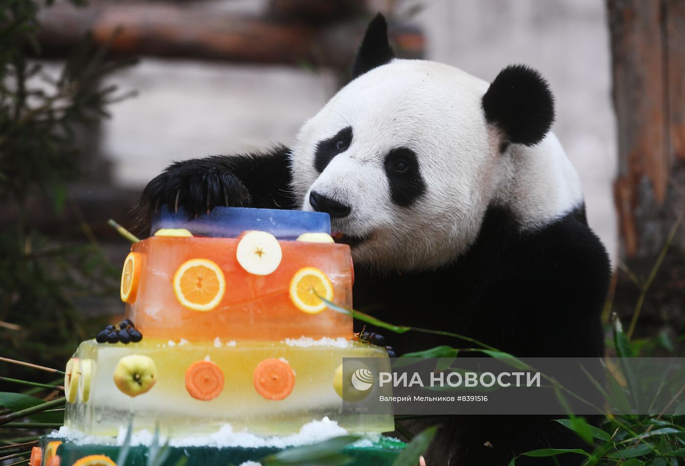 Международный день панд в Московском зоопарке