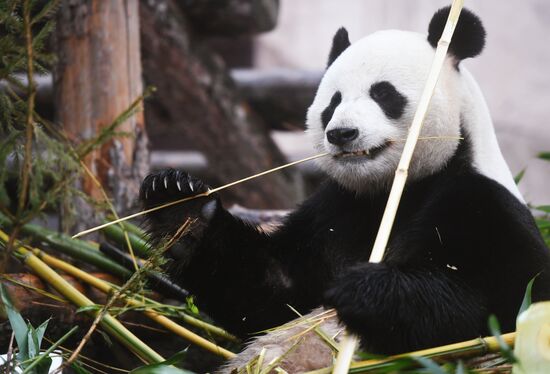 Международный день панд в Московском зоопарке