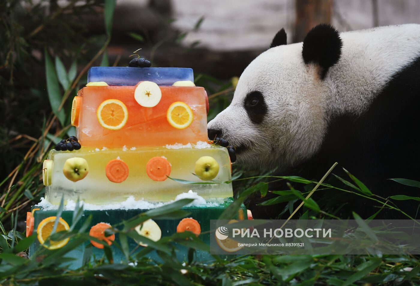Международный день панд в Московском зоопарке