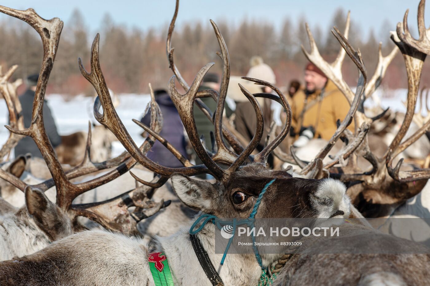Международный чемпионат по оленеводству в Якутии