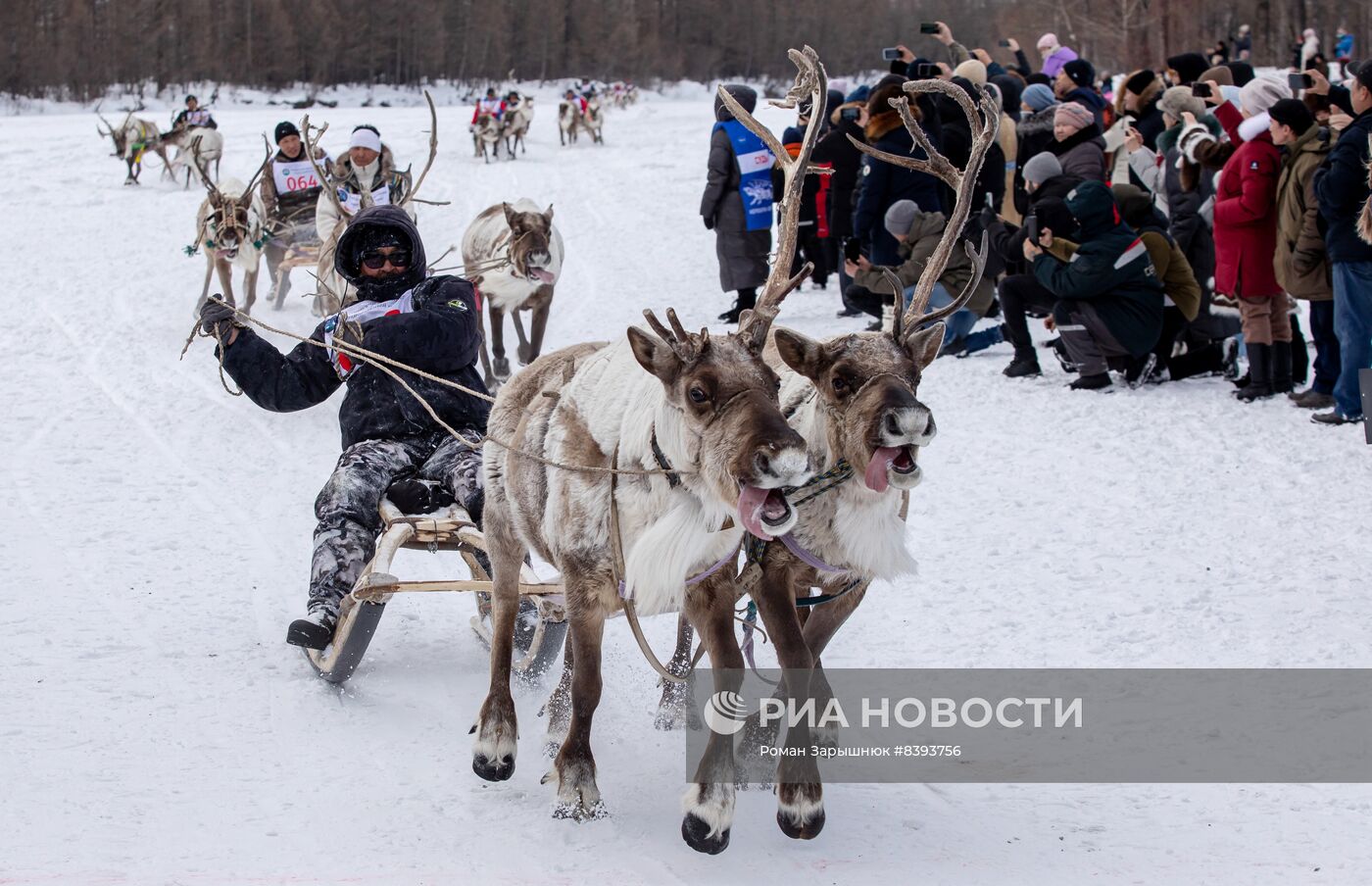 Международный чемпионат по оленеводству в Якутии