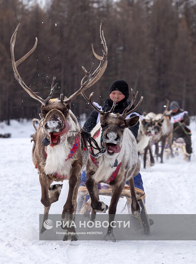 Международный чемпионат по оленеводству в Якутии