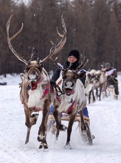 Международный чемпионат по оленеводству в Якутии