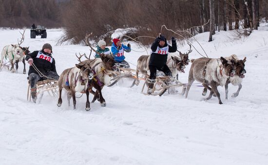 Международный чемпионат по оленеводству в Якутии