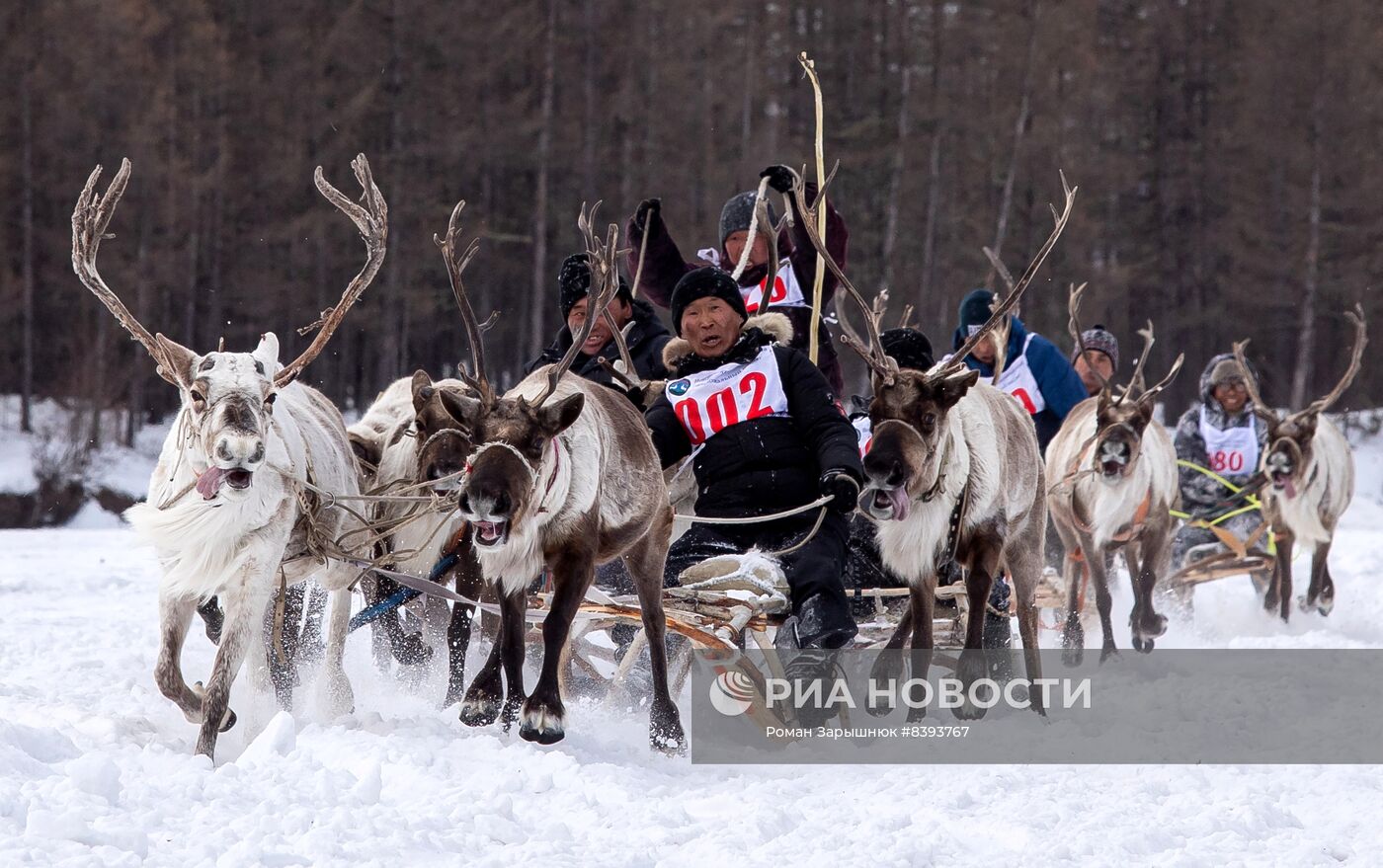 Международный чемпионат по оленеводству в Якутии