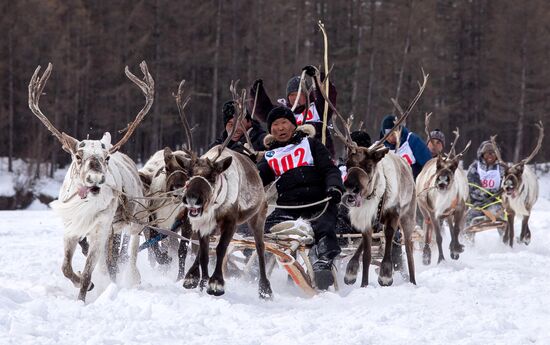 Международный чемпионат по оленеводству в Якутии