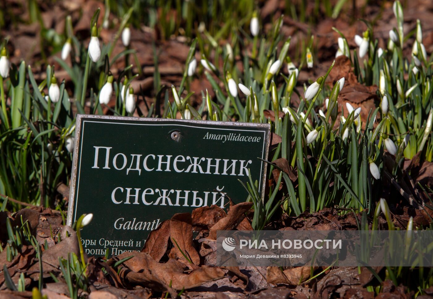 Первые подснежники расцвели в Москве