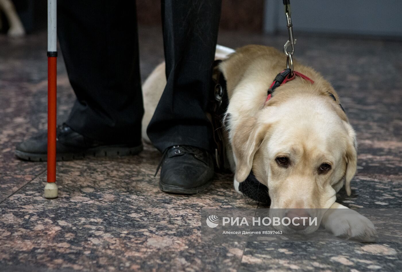 Тренировка собак-поводырей в метро Санкт-Петербурга