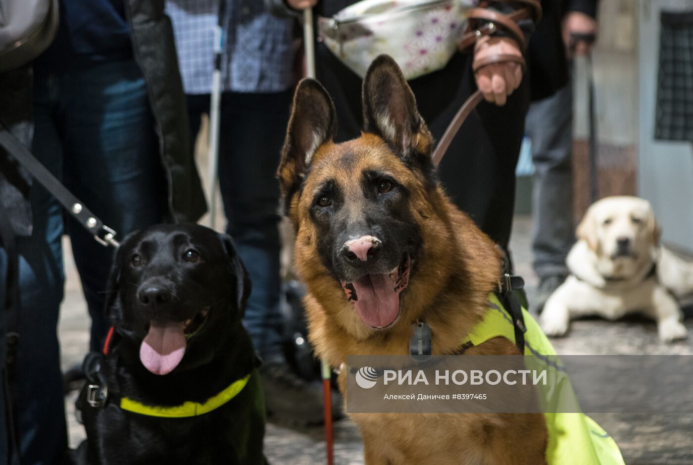 Тренировка собак-поводырей в метро Санкт-Петербурга