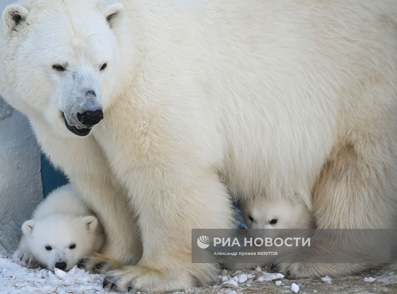 Белые медвежата в зоопарке Новосибирска