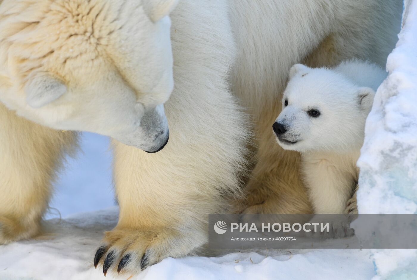 Белые медвежата в зоопарке Новосибирска